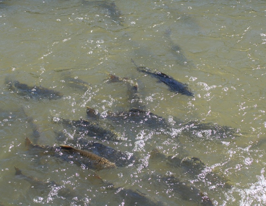 Owen Sound Salmon Tour