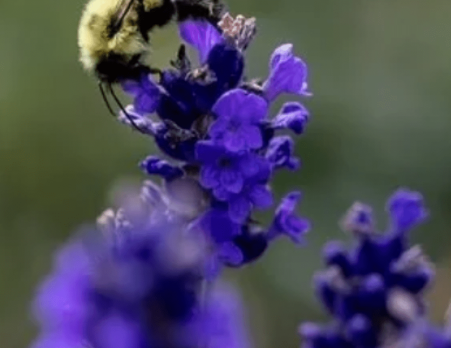 Bluewater Lavender Farm