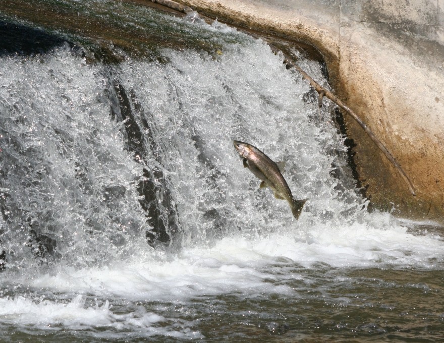 Owen Sound Salmon Tour