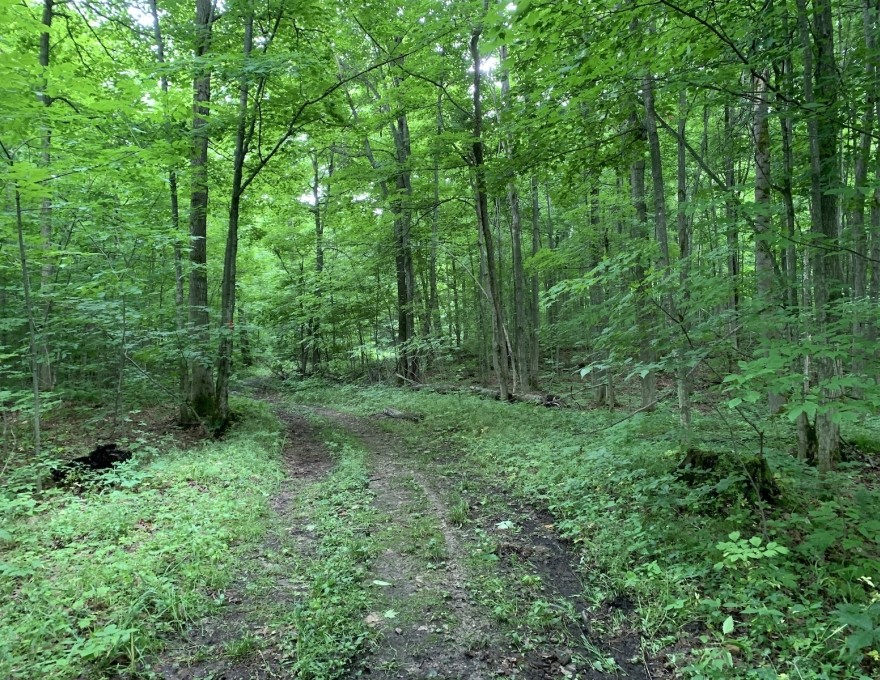 Pretty River - Trail