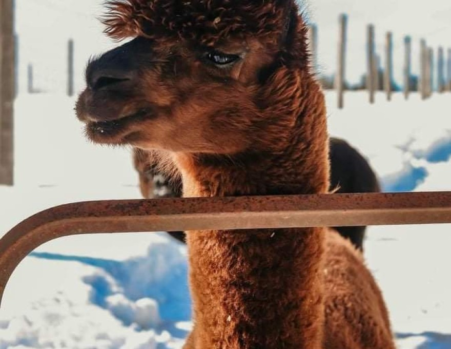 Dragonfly Alpaca Ranch