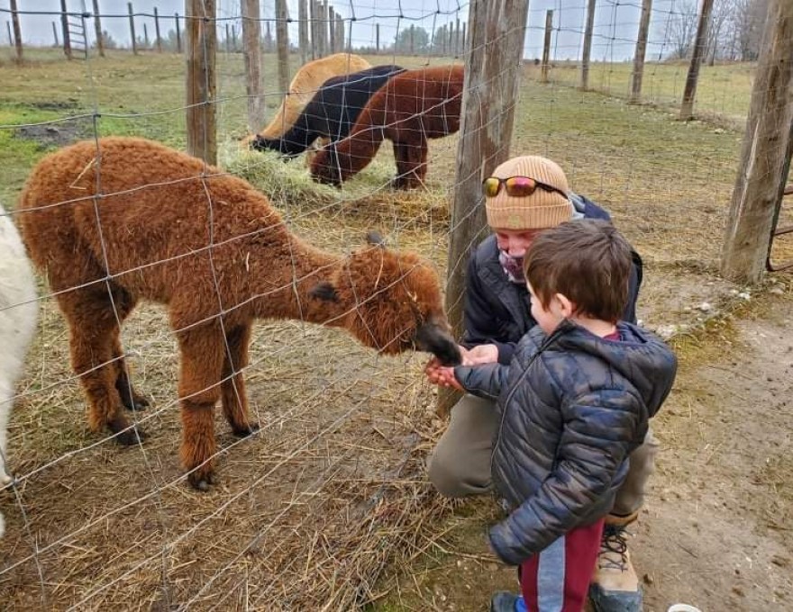 Dragonfly Alpaca Ranch