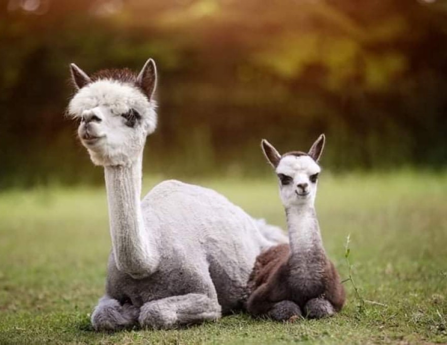 Dragonfly Alpaca Ranch