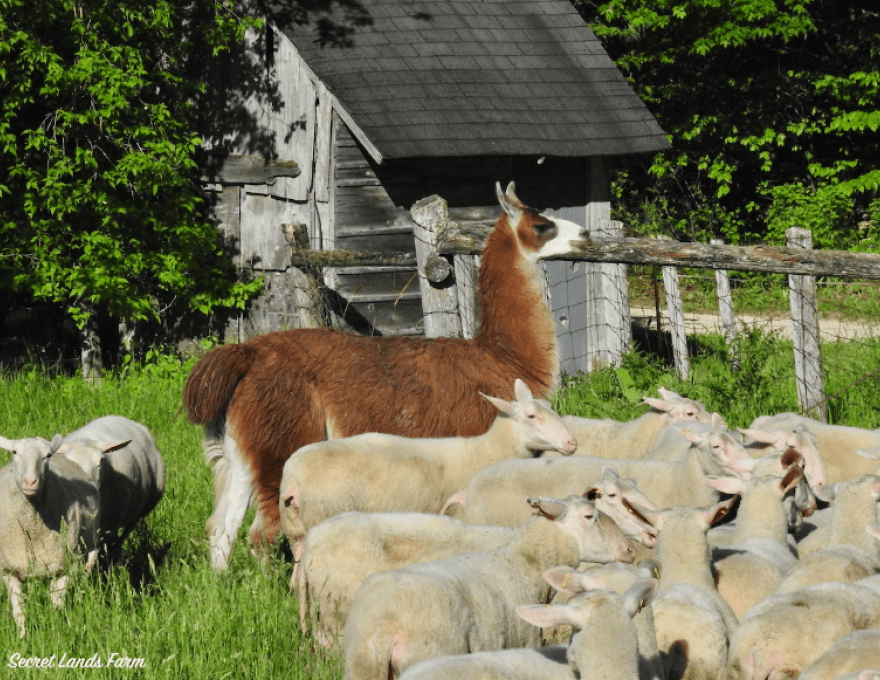 Secret Lands - Animals