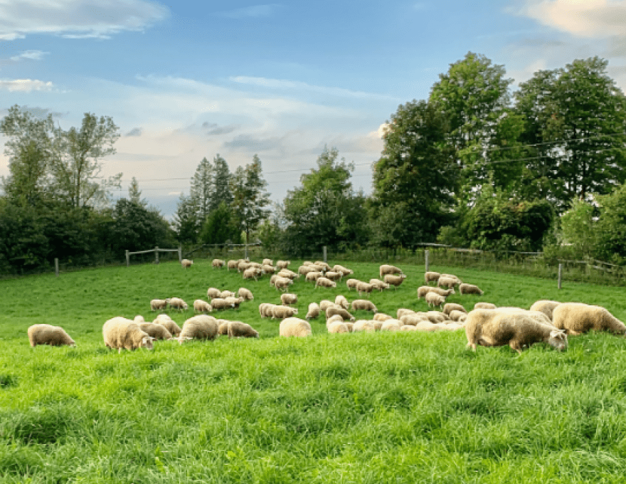 Secret Lands - Sheep