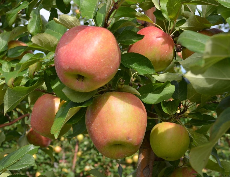 T&amp;K Ferri Orchards &amp; Apple Market
