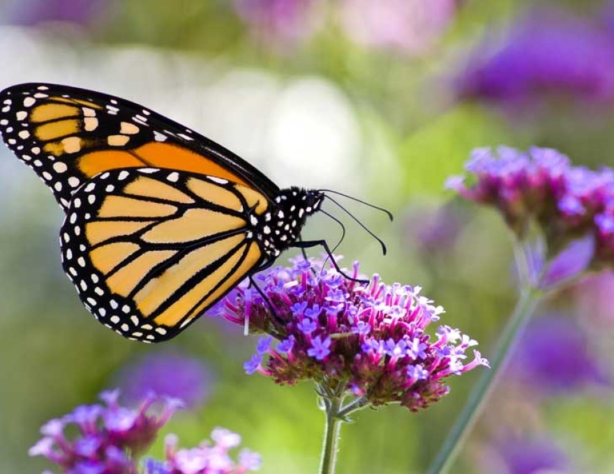 Grange Hollow Gardens &amp; Nursery