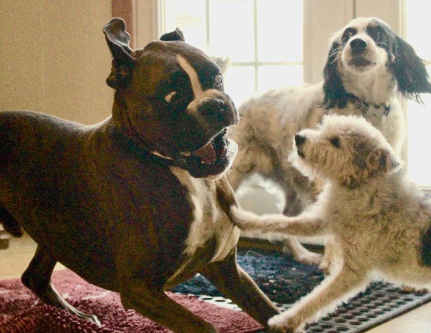 Gordon's Pet Service Indoor Shots