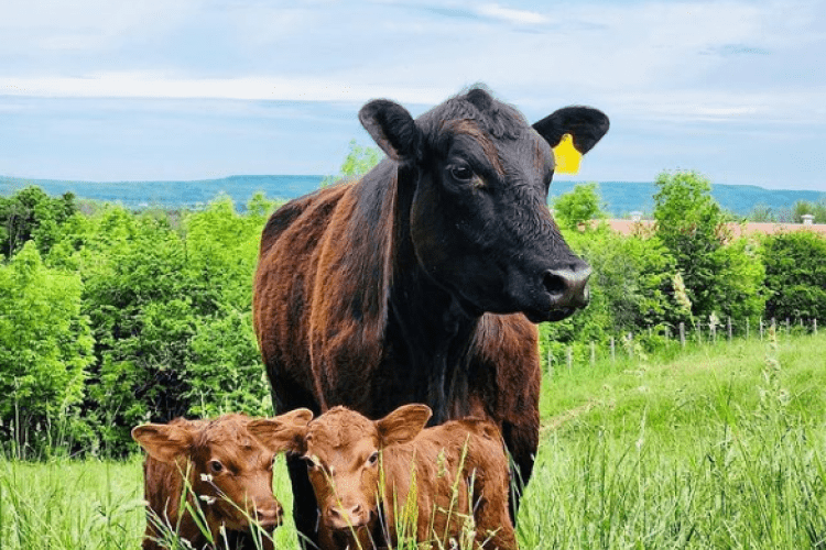 Good Family Farms Good Family Farms