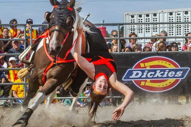 Grey Highlands Ram Rodeo