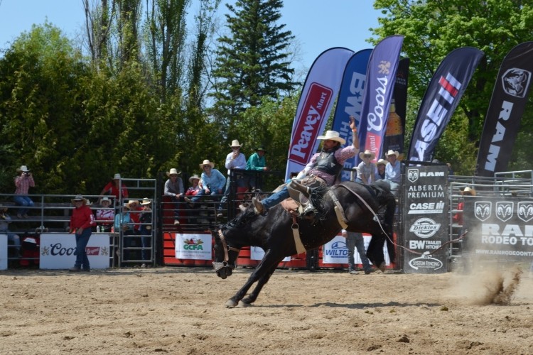 Grey Highlands Ram Rodeo