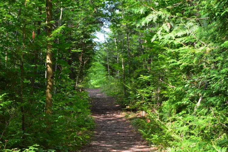 a forest path 