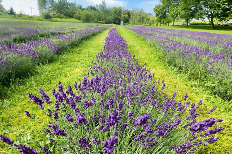 Bluewater Lavender Farm a field of lavender