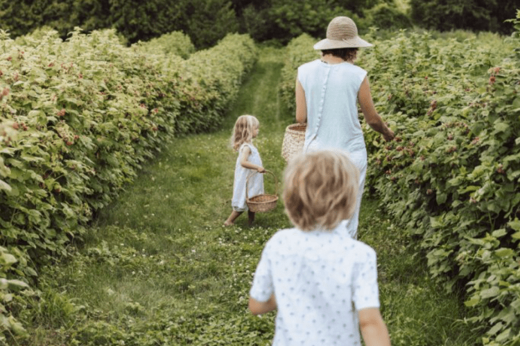 People picking raspberries
