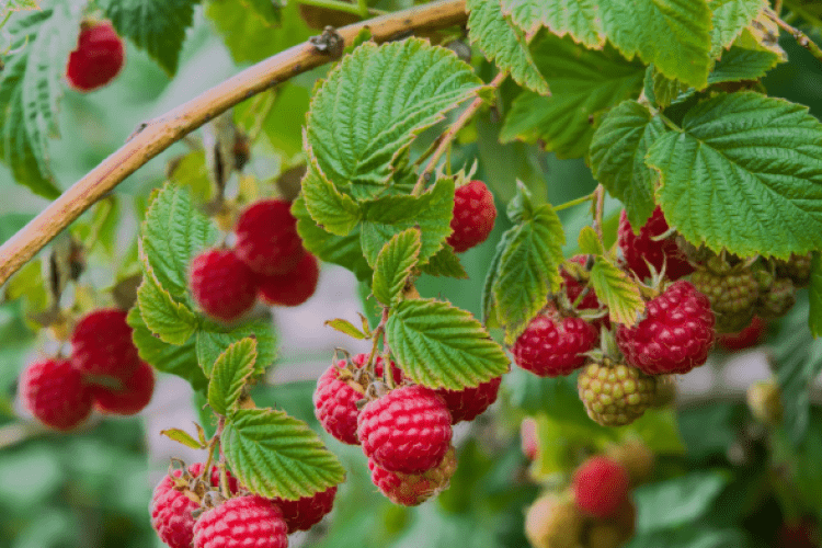 Raspberries on a bush
