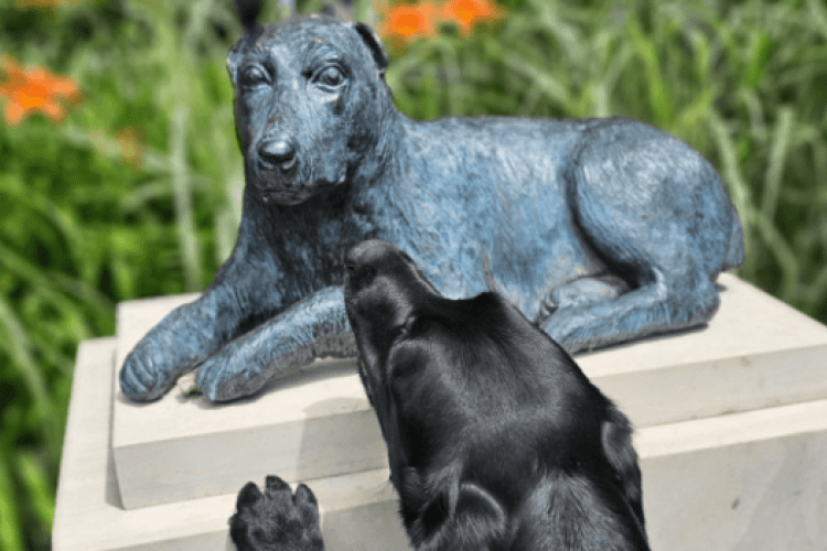 Dog looking at statue