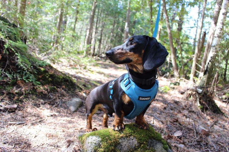 a small dog standing on a trail