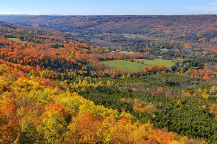 View of a field of trees