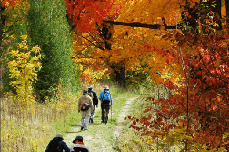 People walking on path with fall trees