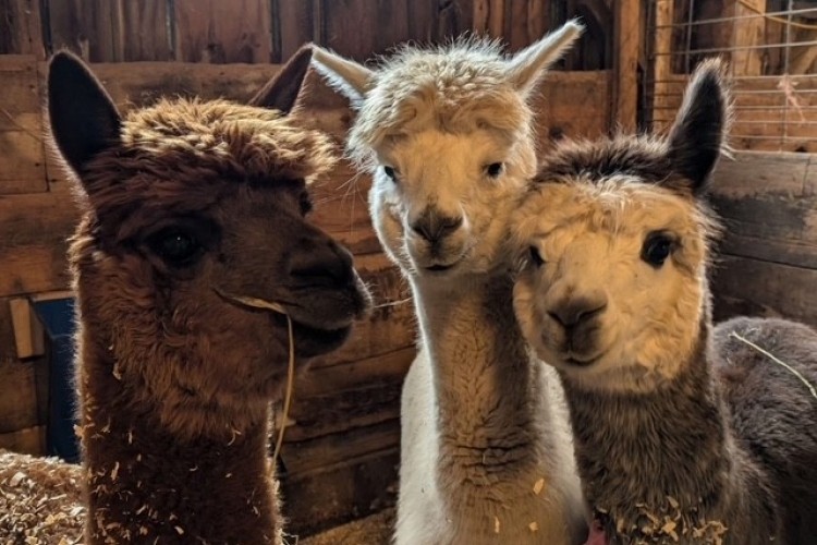 alpacas 