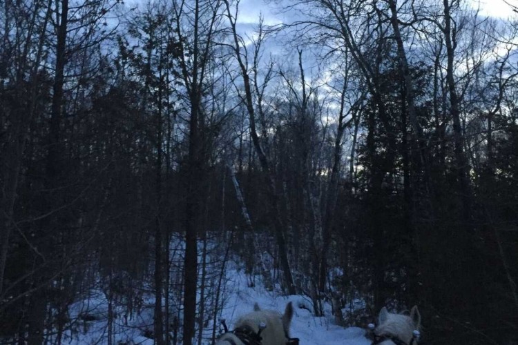 Horse Drawn Sleigh Ride