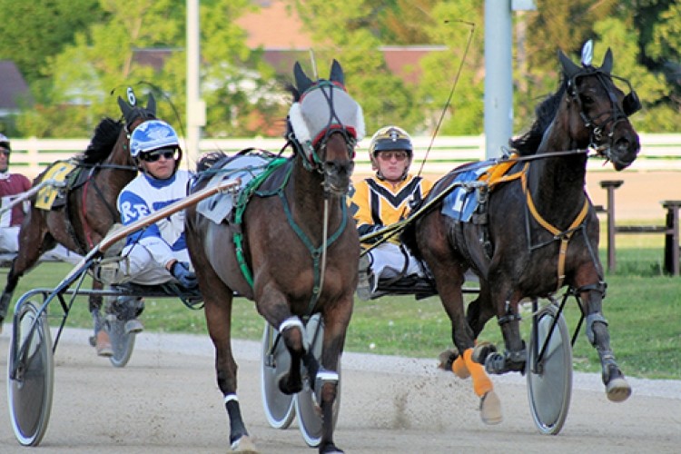 Horse in harness race
