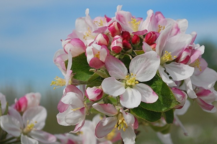 apple blossoms