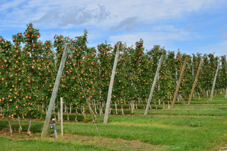 apples on the trees at T&amp;K Ferri