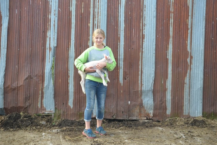 Baby Lamb at Dejong Acres