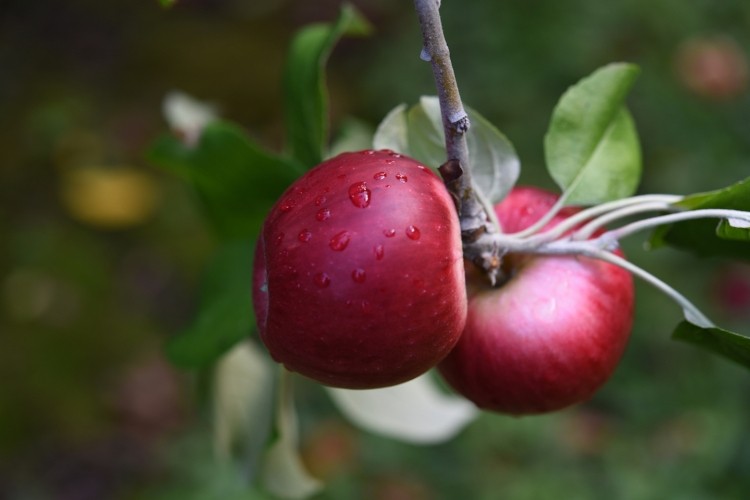 Windswept Orchard Cider Growers of Apples Makers of Cider Rare Organic Lost Orchard Cider
