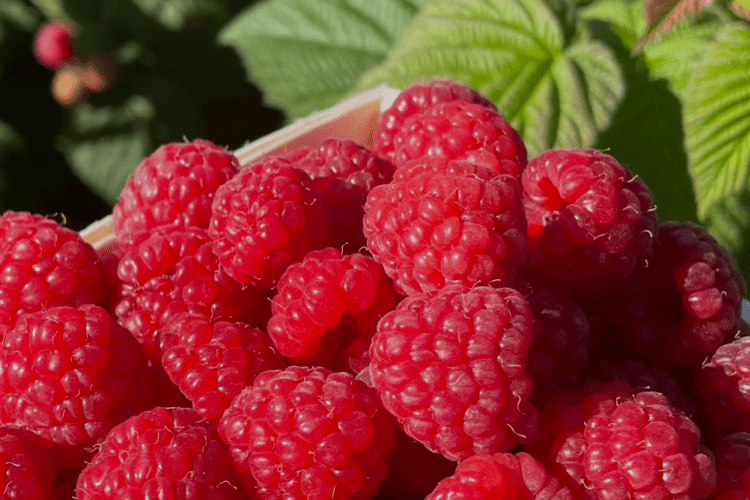 Blue Mountain Berry Co.