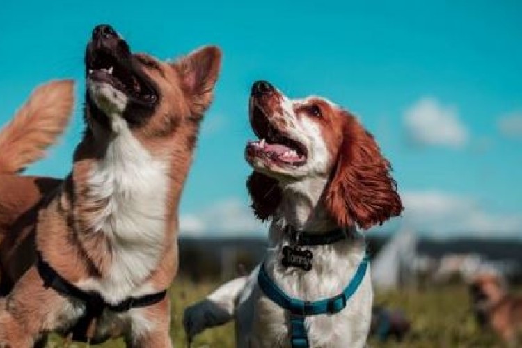 Canadian Pet Connection