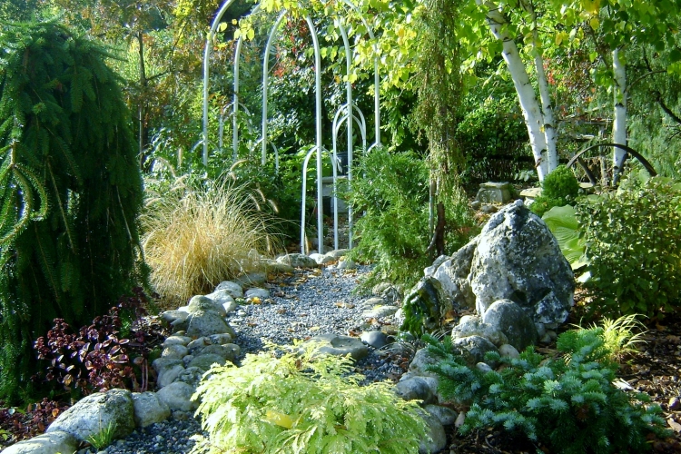 Dry Stream with Unique Conifers