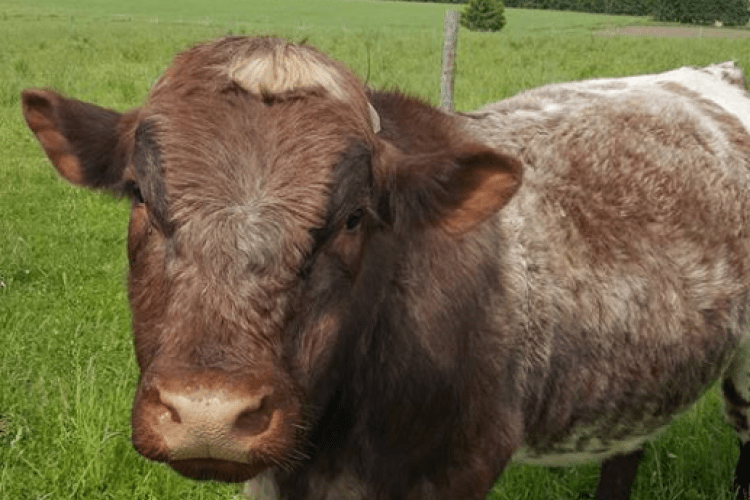 Fetherstone Cattle