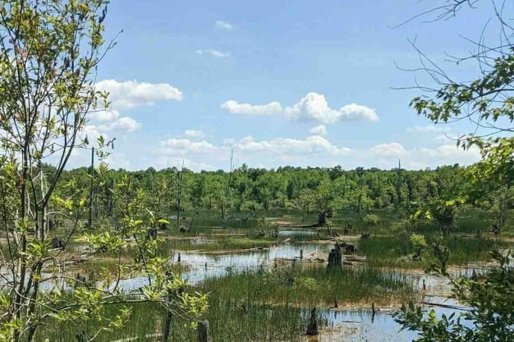 Georgian Bluffs Trail