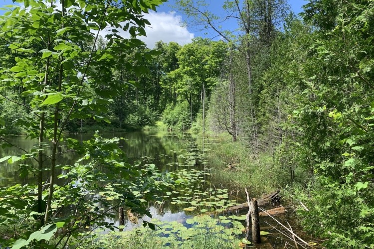 Glenelg Klondyke Pond