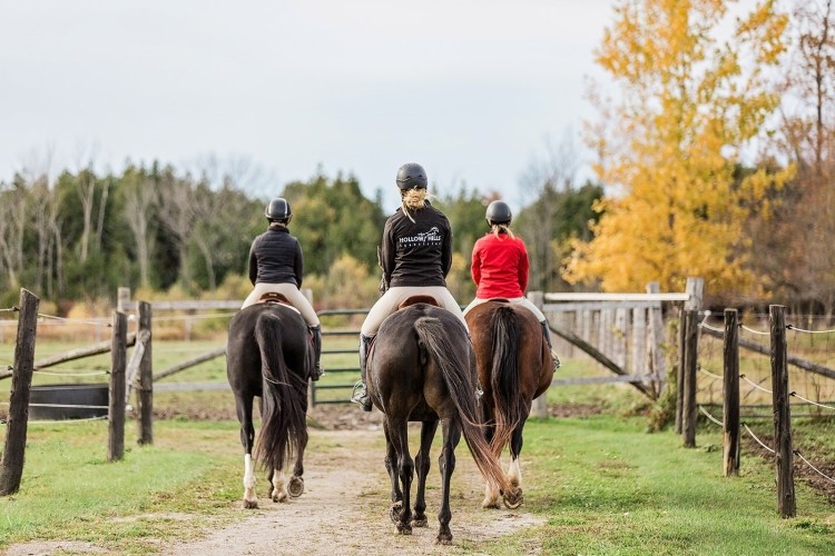 Hollow Hills Equestrian Centre