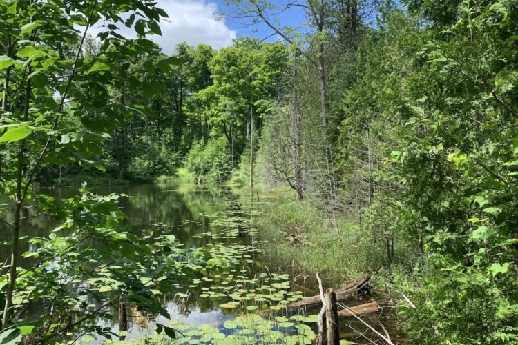 grey county forest 23