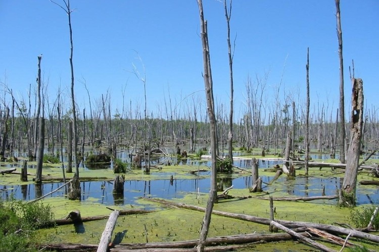 Kepple Wetland