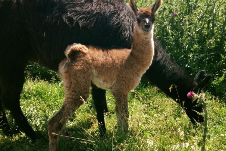 Olkaga Country Market