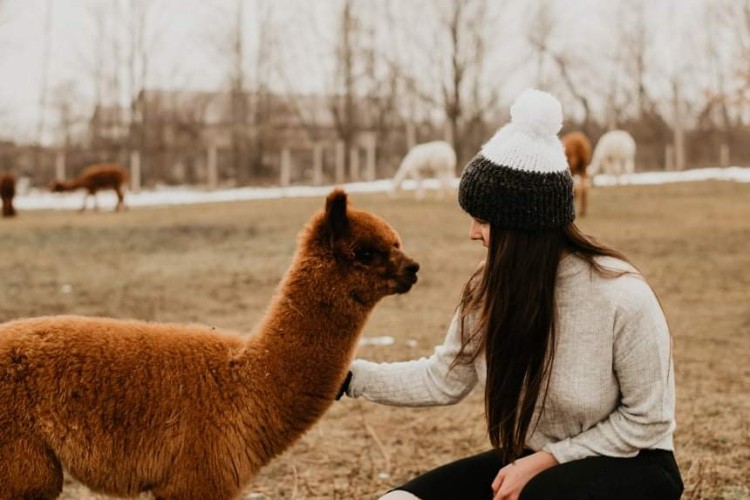 Dragonfly Alpaca Ranch