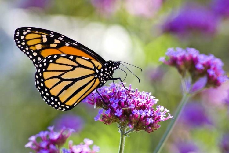 A frequent garden visitor, Monarch butterfly on verbena plant.