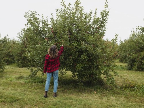 Girl picking apple