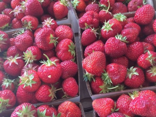 strawberries from Dykstra farms at Owen Sound market