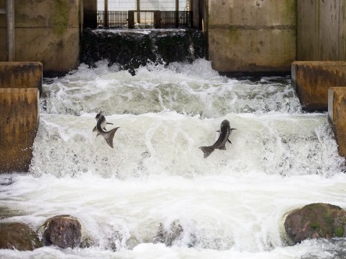 Thornbury Fish Ladder