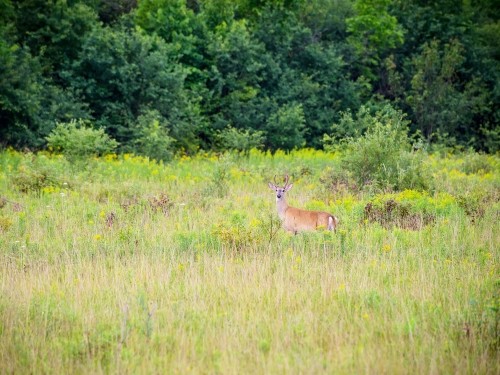 White tail deer