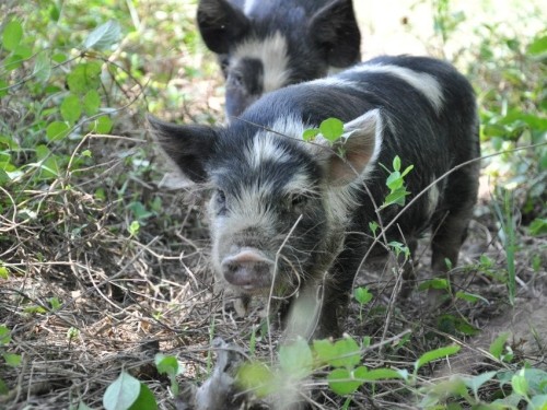 pigs on the farm