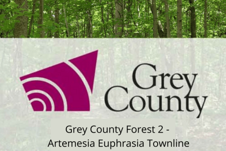 Grey County Forest 2 - Artemesia Euphrasia Townline