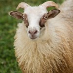 Come support local Farmers & Makers and see our beautiful Icelandic Sheep!