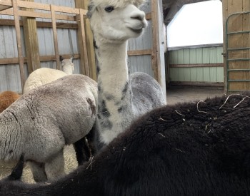 Kickin Back Alpaca Ranch Kickin Back Alpaca Ranch